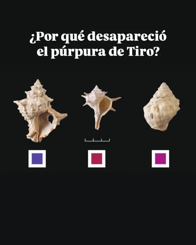 ¿Por qué desapareció uno de los tintes más famosos de la historia? 🐚

#purpura #fenicios #antiguaroma #tinte #imperioromano #imperioromanodeoriente #constantinopla #bizancio #iglesiacatólica #edadmedia #historia #historiamedieval #caídaconstantinopla #imperiobizantino #vestimenta #historiadeloscolores #kermes #rojo  #rojocardenal #vestimentaeclesiástica #imperiootomano